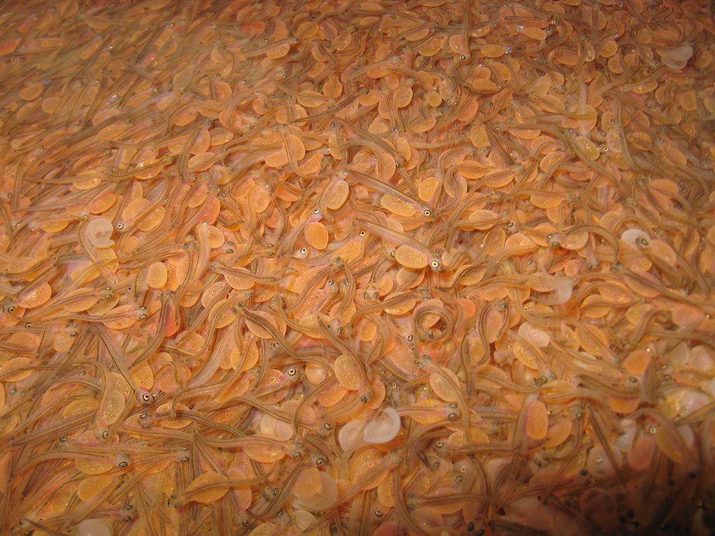 Feed, seed and inputs