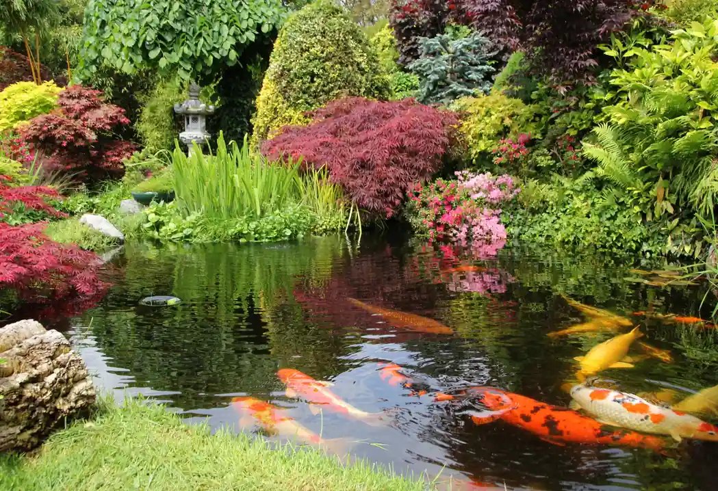 Ornamental fisheries