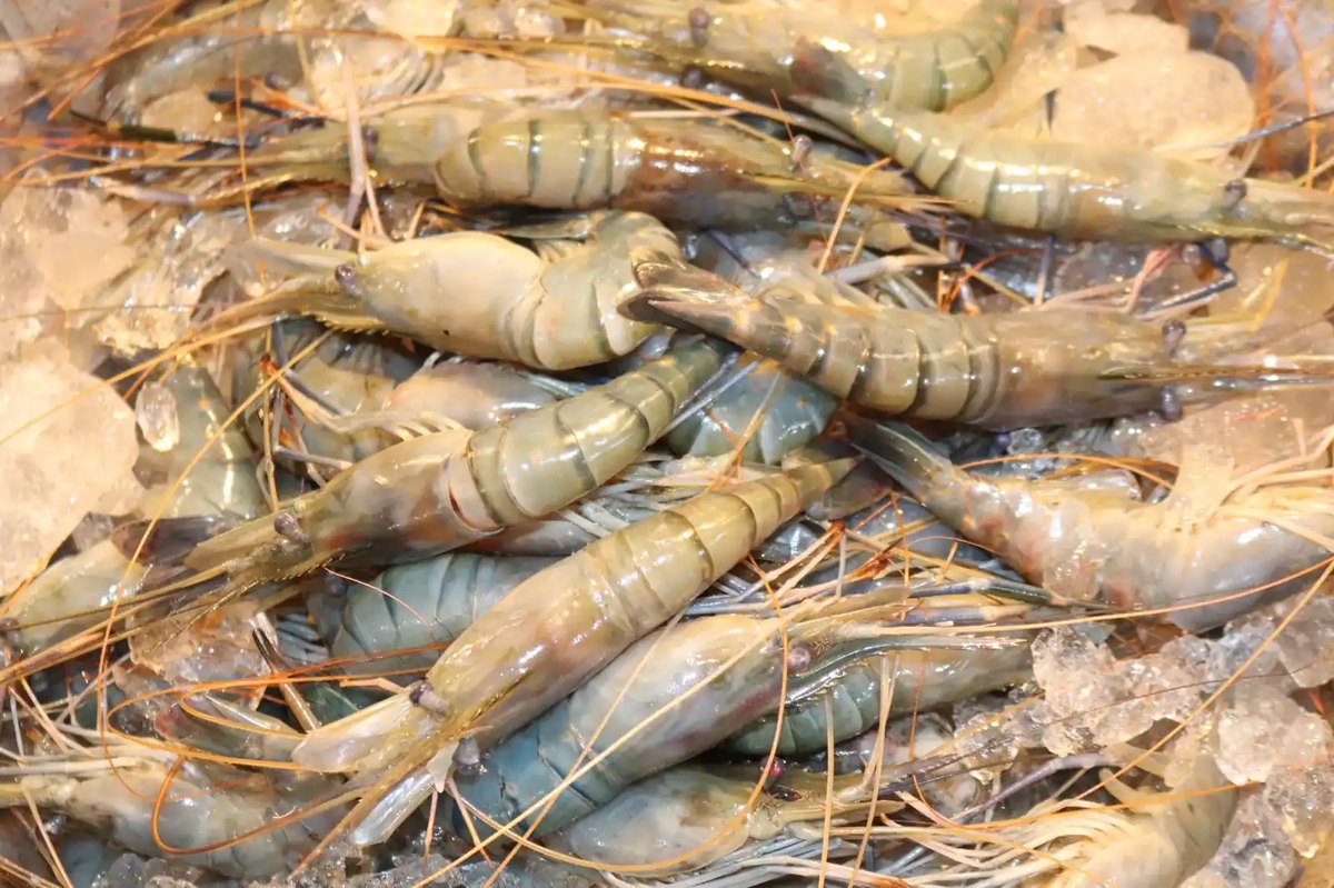 Scampi and freshwater shellfish