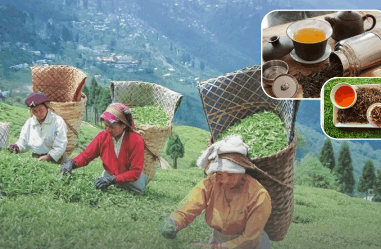Tripura to Get Its Own Tea Auction Centre, Boosting Northeast’s Tea Economy