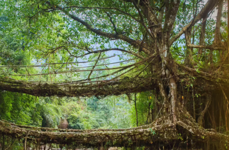 Meghalaya’s Living Root Bridges Nominated for UNESCO World Heritage List