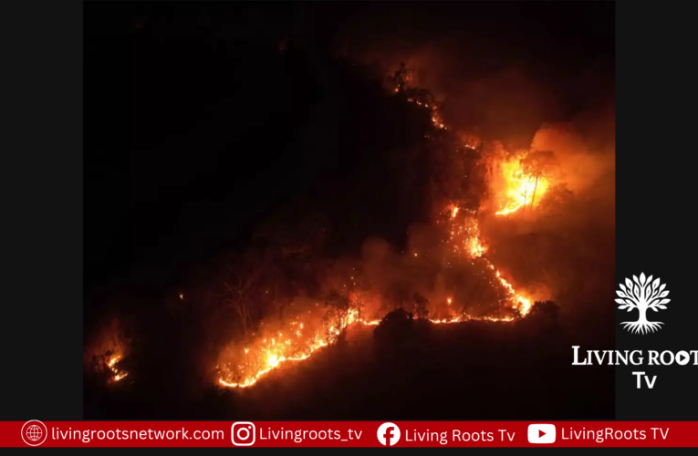 Arunachal Forest Blaze: IAF Airlifts 66,000 Litres of Water in Firefighting Operation