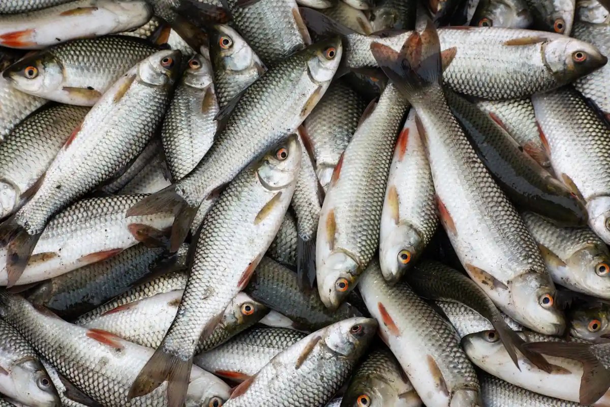Fish farmers at a pond with a harvest crate