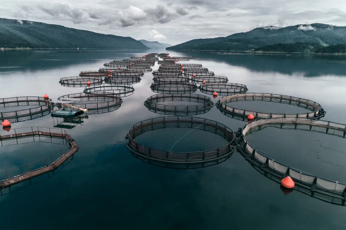 Technician beside circular aquaculture tanks